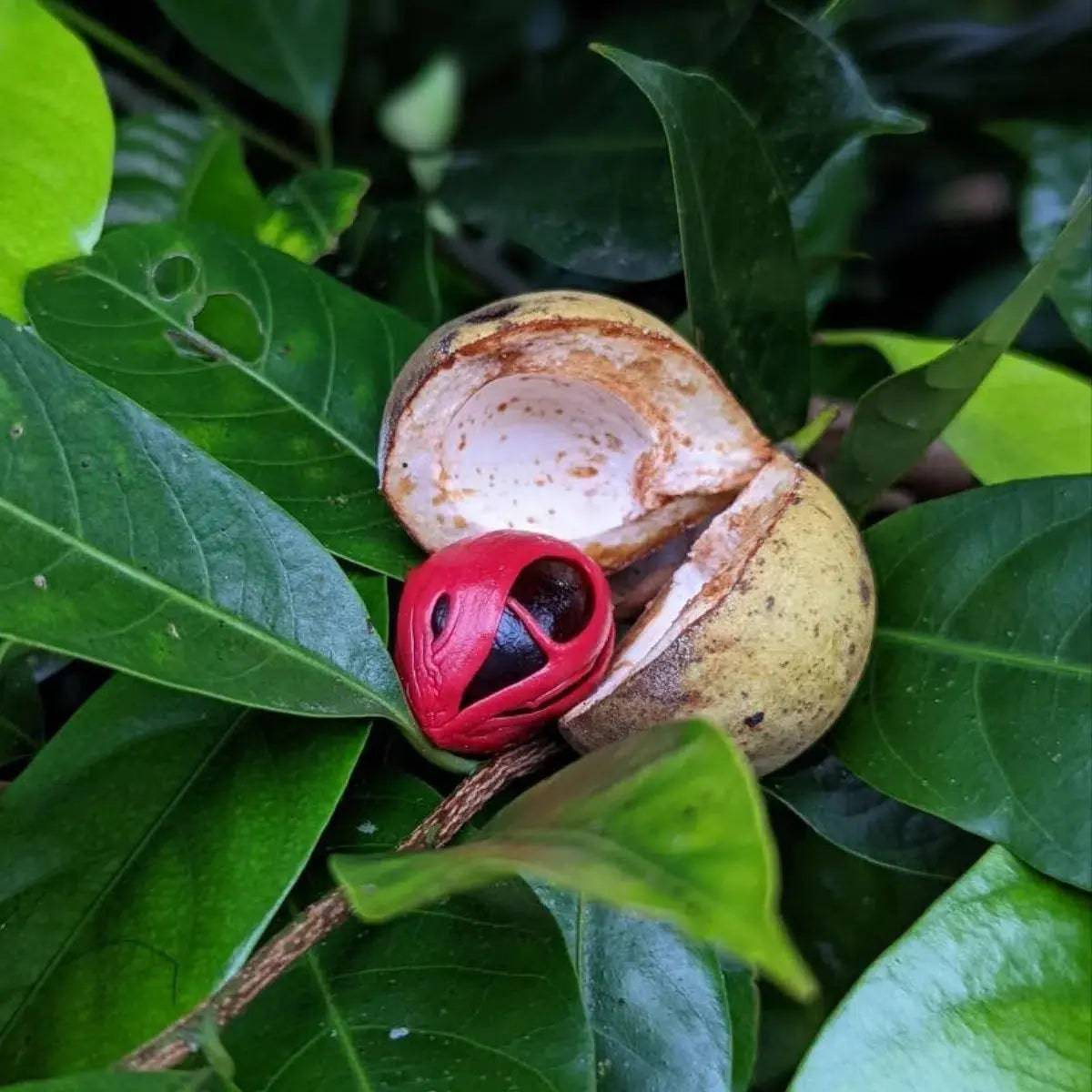 frische Muskatnuss ganze Nüsse circa 30g zum Verfeinern von Speisen Ritualmanufaktur